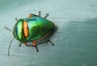 Bamganiegarden-pests-and-diseases-1.jpg; ?>