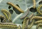 Bamganiegarden-pests-and-diseases-6.jpg; ?>